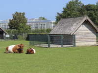 901795 Afbeelding van twee lakenvelder runderen op de kinderboerderij Steede Hoge Woerd (Hoge Woerdplein 1) te De Meern ...